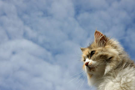 a cute wild living cat photographed from down towards sky in the summer sun with blue and cloudy sky in the backgroundの写真素材