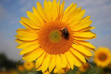 a bumblebee on a sunflower photograohed in the late summer sun on a commercial acre with other sunflowers in  the backgroundの写真素材