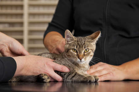 A domestic cat being examined at a veterinarian
