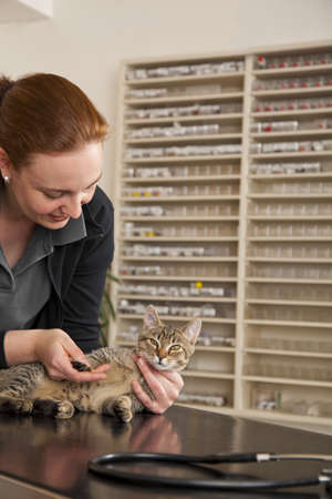 A domestic cat being examined at its pad by a veterinarianの写真素材