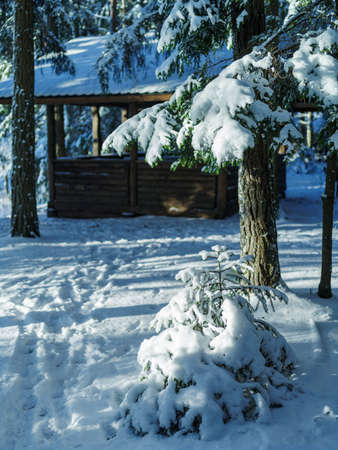 Bright morning in the wintry forest. Winter landscape in the snowy wood.の写真素材
