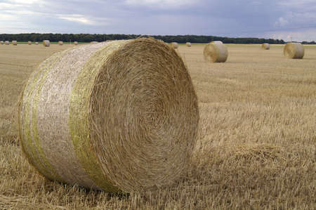 cornfield