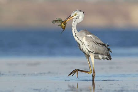 Unusual extra close up portrait of grey heron with a fish in beak.の写真素材