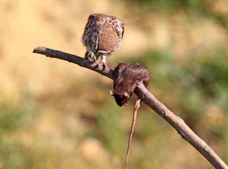 A young little owl looks at a preyの写真素材