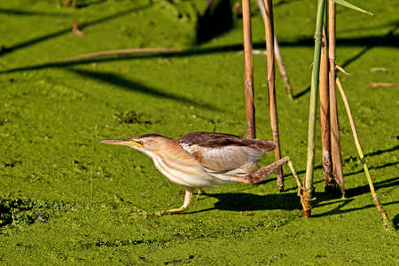Female little bittern walking on the water for hunt