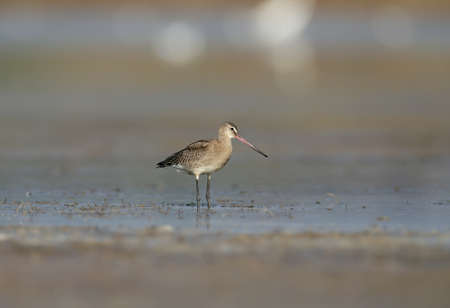 black-tailed godwit feeding on the wetlandの写真素材