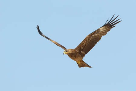 The black kite (Milvus migrans) is a medium-sized bird of prey in the family Accipitridae, which...