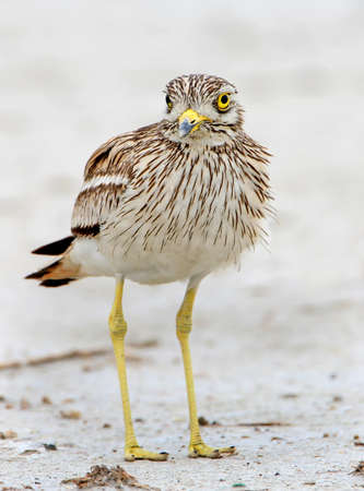 Stone curlew close up portrait