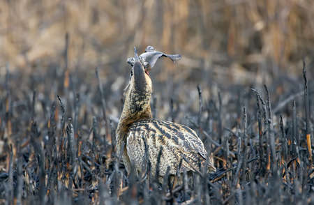 A great bittern eats a fishの写真素材
