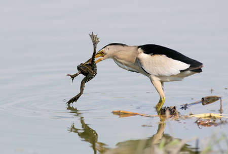 A male of little bittern succefull hunt.With a frogg in beak.