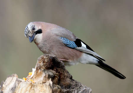 Close-up and detailed portrait of a Eurasian jay sitting on a log  on a smooth blurred green...