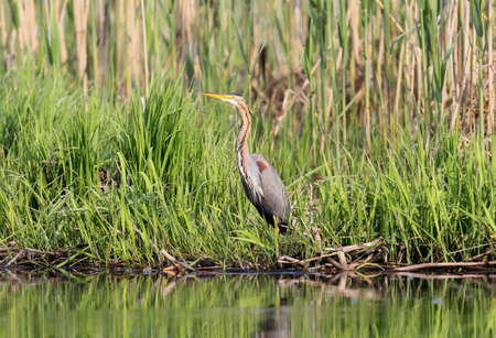 Portrait Purple heron with reed in soft morning light.の写真素材
