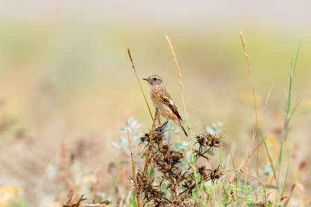 Young stonechat in natural habitatの写真素材