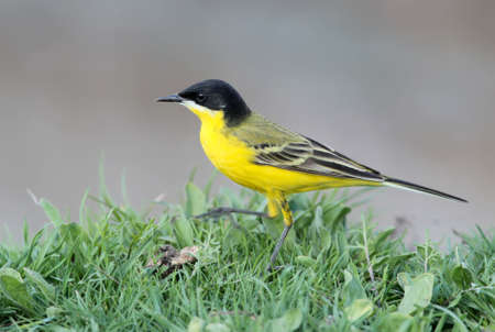 Black headed wagtail close upの写真素材