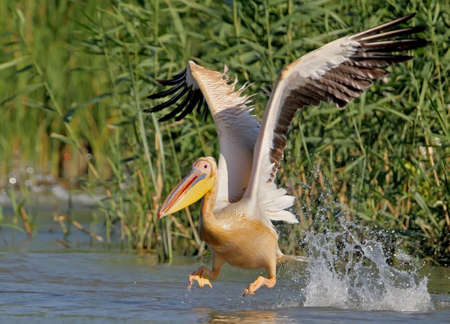 White pelican take offの写真素材