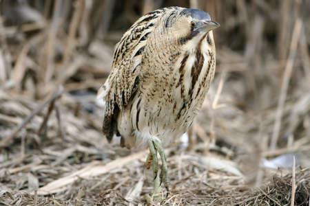 Great bittern walking trough reedの写真素材