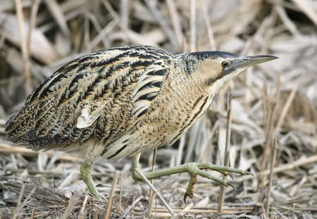 Extra Close up portrait of great bittern in winter day light.の写真素材
