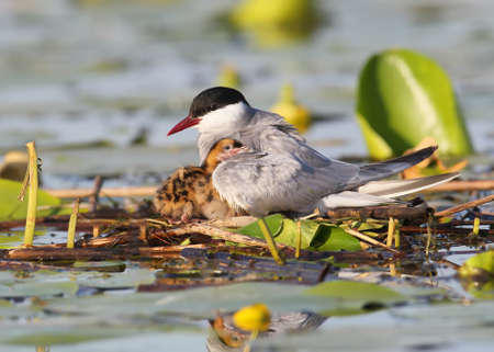 Whiskered tern with a chickの写真素材