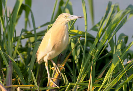 The squacco heron (Ardeola ralloides) in breeding plumage with amazing morning light.