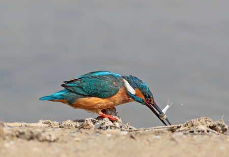 Common kingfisher with fish in beak on the ground.の写真素材