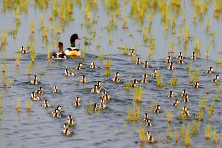 Big family of common shelduck. Male, female and more then 40 chicks floats.