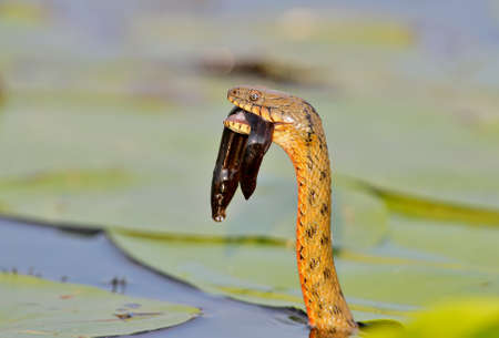 The dice snake (Natrix tessellata) caught a fishの写真素材