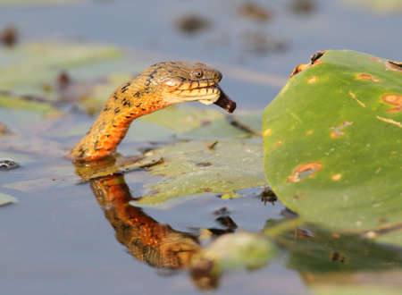 The dice snake (Natrix tessellata) caught and eat a fishの写真素材