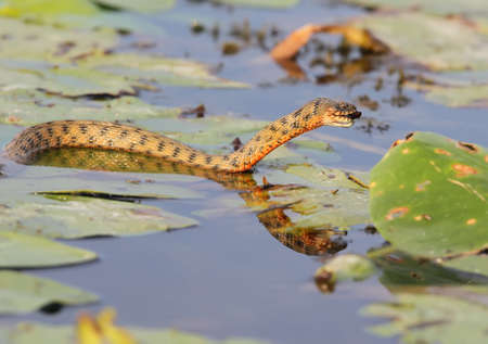 The dice snake (Natrix tessellata).の写真素材