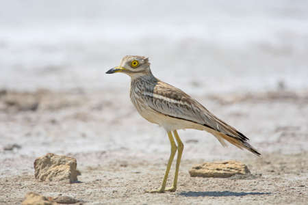 The stone curlew In the natural habitat close up portrait.の写真素材