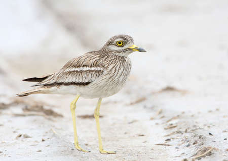 The stone curlew In the natural habitat close up portrait.の写真素材