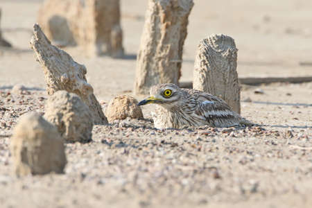 The stone curlew In the natural habitat on the nest.の写真素材