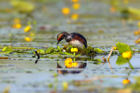 Black necked grebe in breeding plumage building the nest.の写真素材