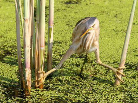 Female little bittern hunting in funny pose.の写真素材