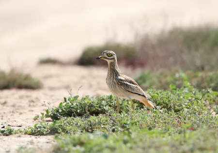 The stone curlew In the natural habitat.の写真素材