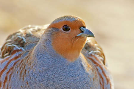 Very close up portrait of a gray partridge