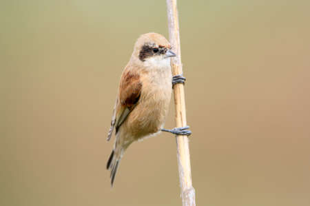 Adult pendulin tit on the reed in soft morning light.の写真素材