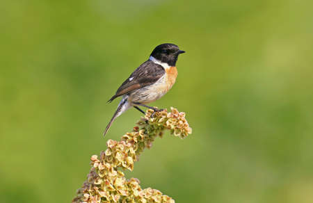 European stonechat (Saxicola rubicola) male in soft morning light.の写真素材