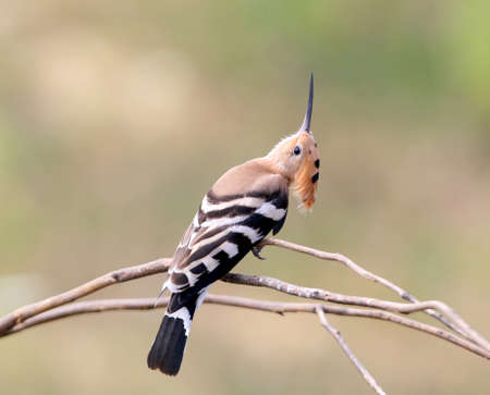 One hoopoe sitting on special branch and posing photographer.The identifications signs of the bird...