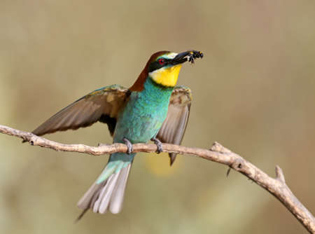 One bee eater sits on a branch. The identifications signs of the bird and the structure of the feathers are clearly visible.の写真素材