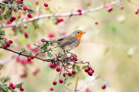 European robin (Erithacus rubecula) in beautiful soft  sunlight. The identifications signs of the...