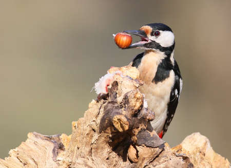 Portrait female great spotted woodpecker with hazelnut in beak in soft sunlight.Closeup and detailed.の写真素材