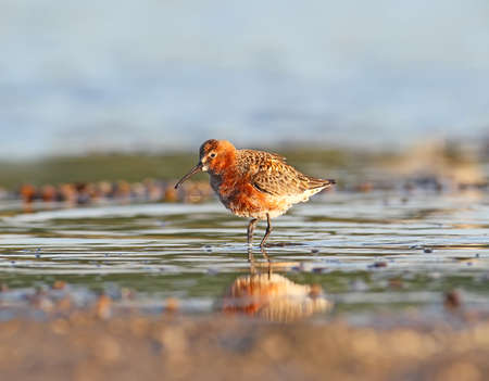 Curlew sandpiper in breeding plumageの写真素材