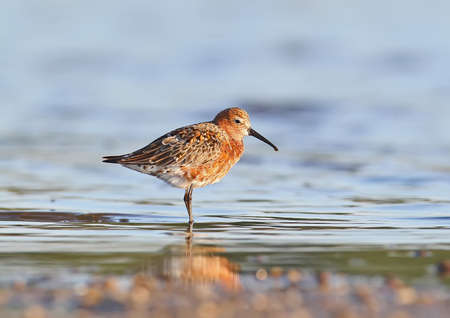 The curlew sandpiper (Calidris ferruginea) in soft morning light with breeding plumage.の写真素材