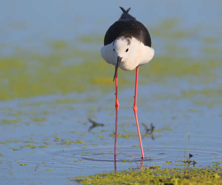 Close up portrait of black winged stilt wit red legs.Front view