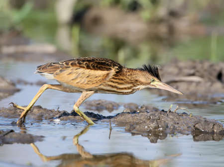 Young little bittern with open crest  hunting on the water. Close up scene in soft evening light.の写真素材