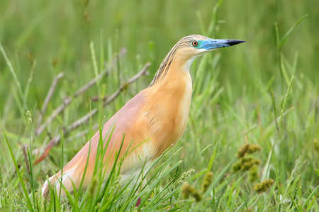 Squacco heron in bright breeding plumage.の写真素材
