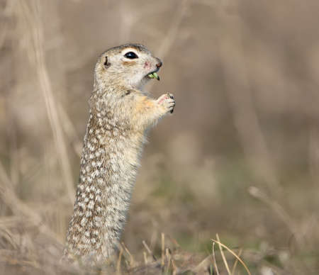 The speckled ground squirrel or spotted souslik (Spermophilus suslicus) on the ground eating a...