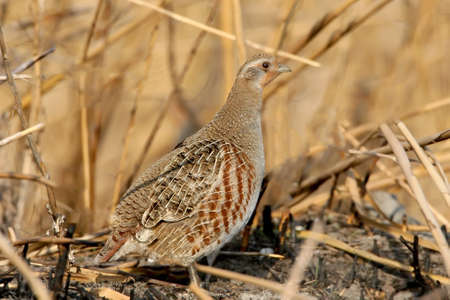 One grey partridg in natural environementの写真素材