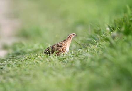 A female common quail (Coturnix coturnix) or European quail in natural habitatの写真素材