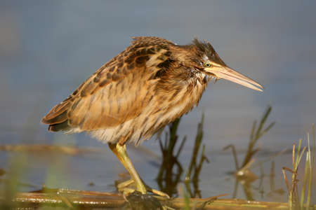 Young little bittern hunting on the water. Close up scene in soft evening light.の写真素材